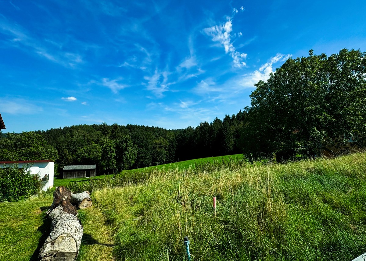 Blick ins Grüne